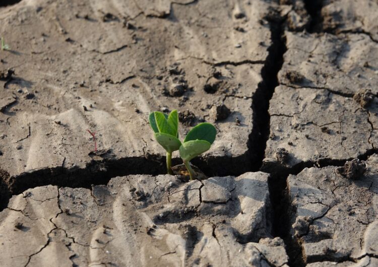 Embajadoras de la salud planetaria: maestras impulsando comunidades escolares conscientes/resilientes ante la crisis ambiental